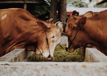 Photo by Alwi Hafizh Al Mumtaz on Pexels