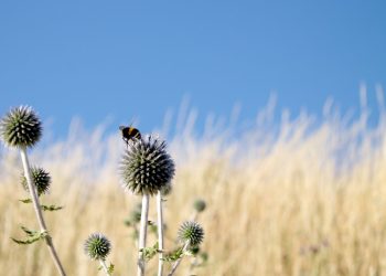 native habitat restoration endangered species