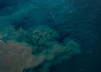 nitrogen pollution coastal ecosystems