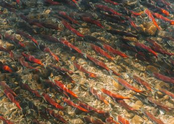 dam removal salmon migration restoration