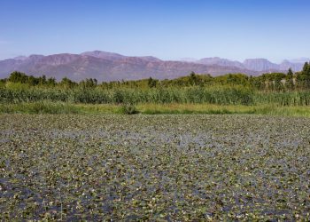 wetland habitat restoration