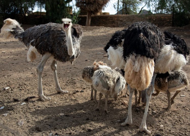 North African ostrich reintroduction