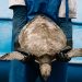 Abu Dhabi environmental crime